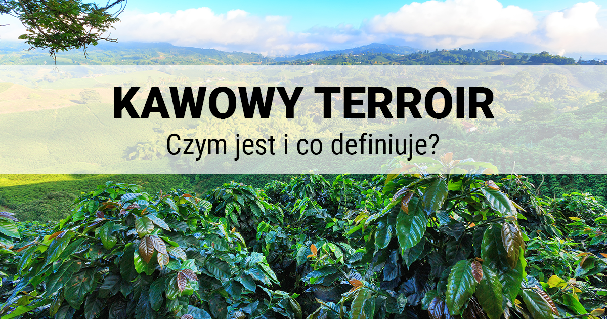 Czym Jest I Co Definiuje Kawowy Terroir Kawowy Guru Blog O Kawie 5411